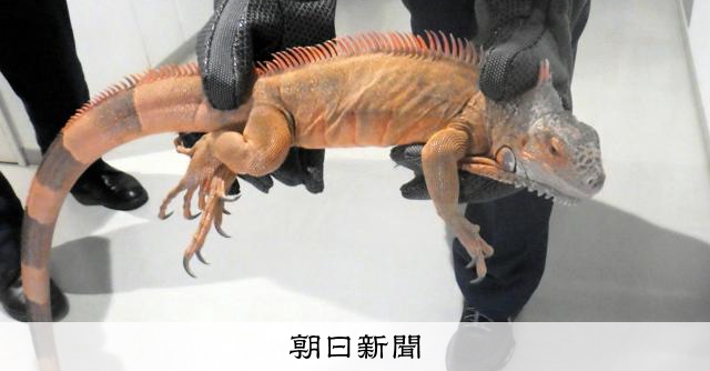 失踪したのは1mのイグアナ 「専従部隊」も捜索 実は階下にお邪魔:朝日新聞
