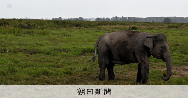 農園・観光開発、象の生息地奪う 人との接触回避フェンス、効果は