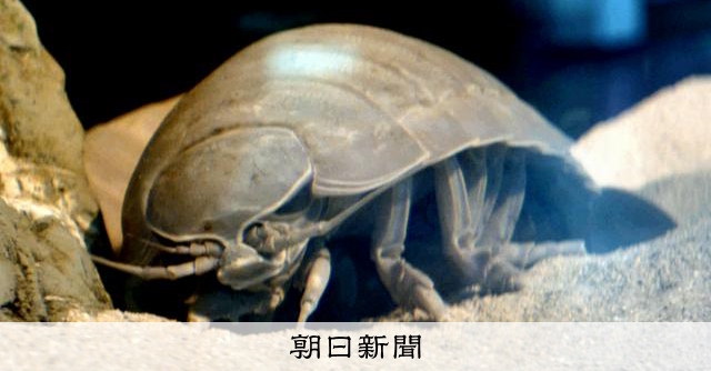 「新種ハンター」発見は40種超!鳥羽水族館の名物学芸員、初の著作:朝日新聞