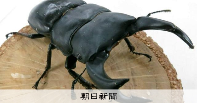 カブトムシやクワガタを野外に放さないで　遺伝子解析でリスク浮き彫りに　環境省も注意を呼びかけ　兵庫県立大の研究で裏付け