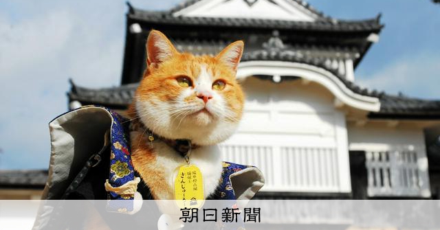 備中松山城の猫城主、ぷっくりシールに 「若者来て」観光協会が販売
