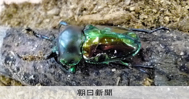 見にきて ニジイロクワガタ・ヘラクレスオオカブトも 益田に40種 [島根