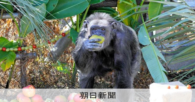 肝炎ウイルス感染20年超のチンパンジー、治療成功 京都大学など発表