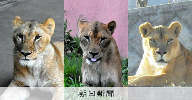 猛暑の東京でライオン3頭死ぬ、識者「二つの不幸」と警鐘
