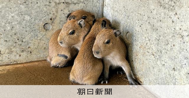 カピバラ子　1002 カピバラ子 1002 カピバラ子 1002 カピバラ子 1002 Baby capybara born