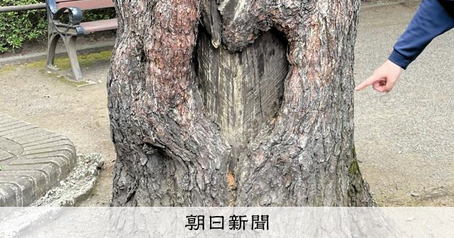 公園の松の木に「ハートの傷」背景に悲惨な歴史 切り株を残した理由