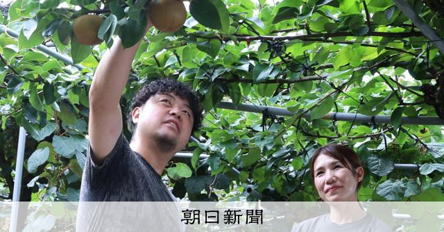 熊本地震で梨8割落果、氷川町の農家アイス加工で再起へ