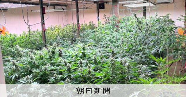 食品工廠舊址種植大麻草千株，兩名男子遭再逮捕