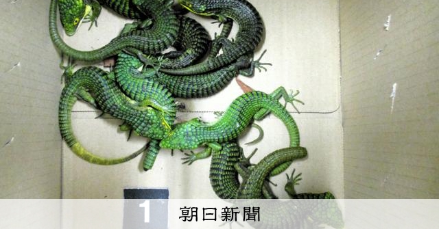 希少トカゲ密輸未遂容疑で男逮捕 靴下に約200匹、1匹10万円で取引も