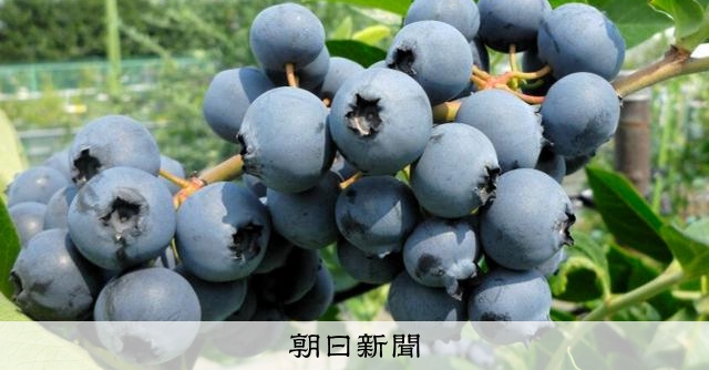東京都開發耐暑藍莓新品種，減輕農民採收負擔