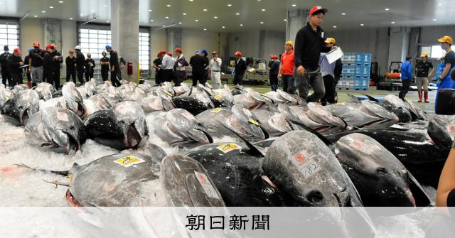 クロマグロ漁獲枠、日本支持の25%増で合意 メキシコ反対、再協議