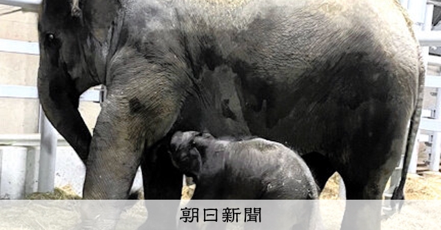 亞洲象寶寶誕生 距上次已35年 姫路中央公園創紀錄