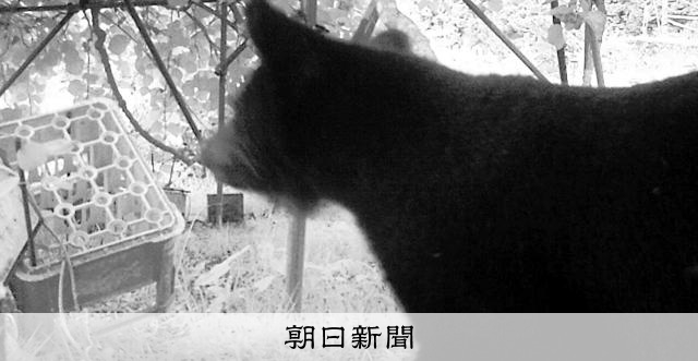 三重尾鷲市連續兩天捕獲並移除熊隻，出沒於民宅及小學附近