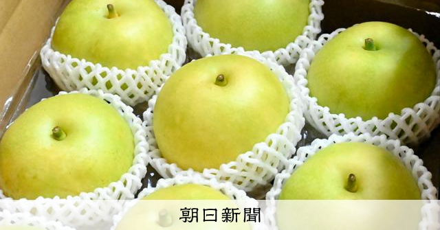 二十世紀梨10キロ60万円、初競り最高値更新 大玉傾向・高い糖度 [鳥取