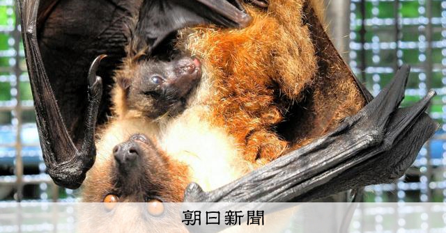ダイトウオオコウモリ出産の瞬間、世界初の撮影 沖縄こどもの国 [沖縄