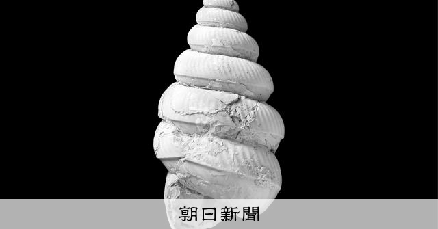 まるでソフトクリーム 新種アンモナイトを発見 北海道に避難？ [北海道