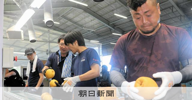 朝日新聞の記事「特産のジャンボ梨、熊本地震乗り越え今年も出荷 台湾が支援を申し出」の見出し画像