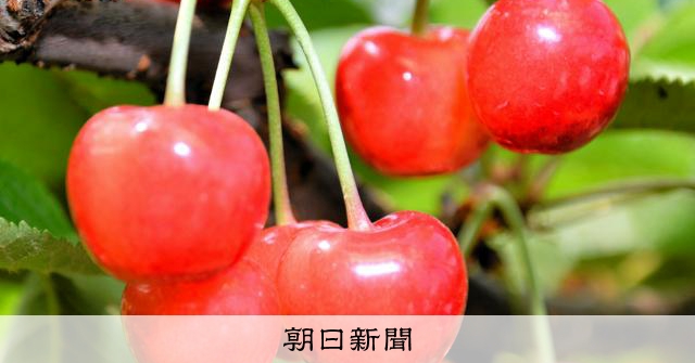 さくらんぼ日本一』県として安堵」 3年ぶりに1万トン台 山形 [山形県