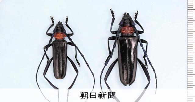 桜を襲うカミキリ、22都府県で確認 鳥取知事「近づいてきている