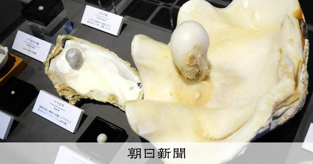 世界最大の真珠にアワビの天然もの…ミキモト真珠島に珍品が勢ぞろい