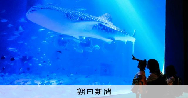 でかっ！」来館者が歓声 ジンベエザメ、のとじま水族館で展示再開