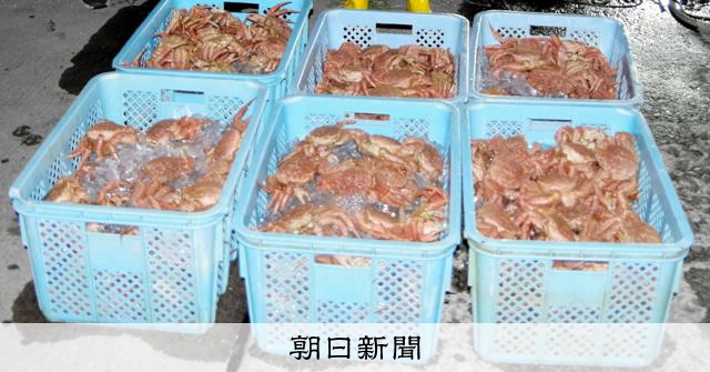 北海道森町男子因持有非法捕撈的毛蟹遭逮捕 兩艘船共計600隻