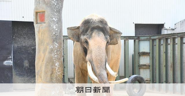 神戶王子動物園亞洲象「Mac」逝世，牠在阪神大地震後不久來到動物園