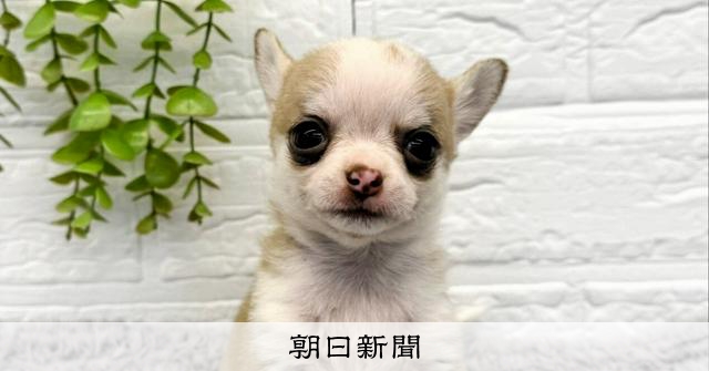 ペットショップ「Aペット」代表ら逮捕 無資格で犬猫に注射、7匹死亡か
